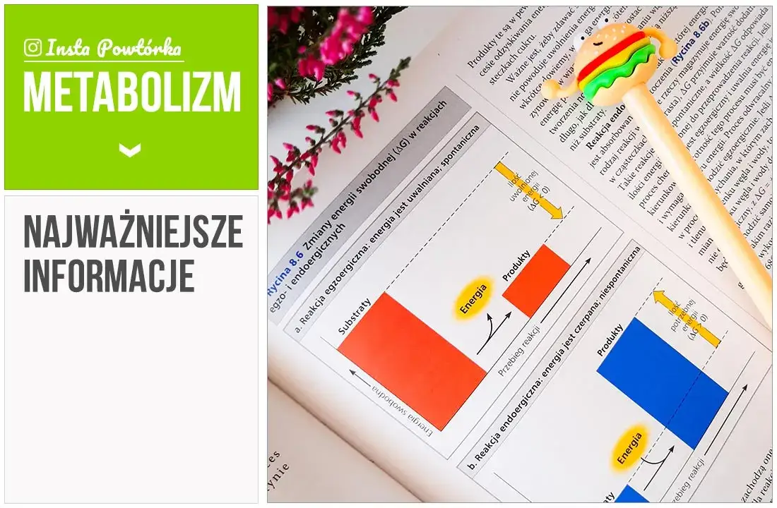 Co to jest metabolizm w biologii? Zrozum jego kluczowe znaczenie