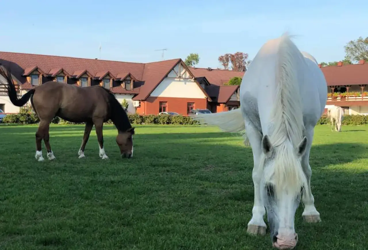 Stadnina koni Poznań i okolice – najlepsze miejsca na jazdę konną