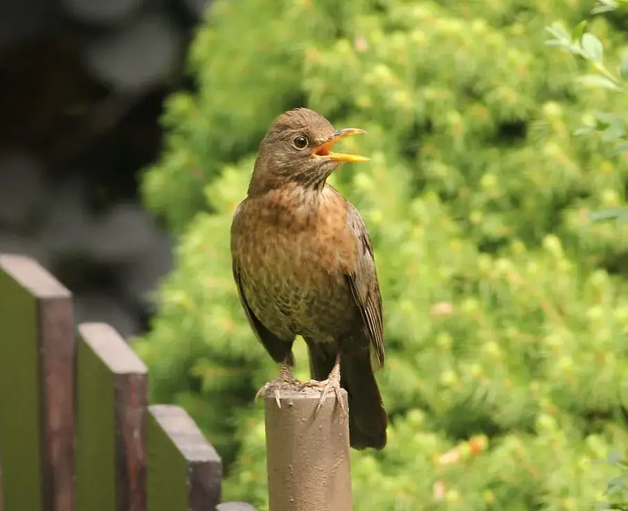 Kos czym się żywi? Zaskakujące fakty o diecie kosa przez cały rok
