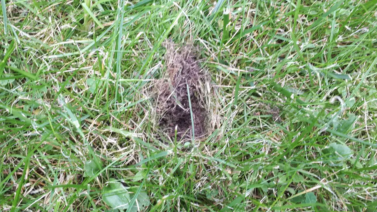 Dziury w trawniku: Kto niszczy Twój trawnik? Rozpoznaj i napraw!