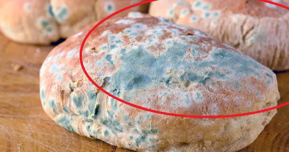 Jak wygląda pleśń na chlebie? Poznaj niebezpieczeństwa i objawy