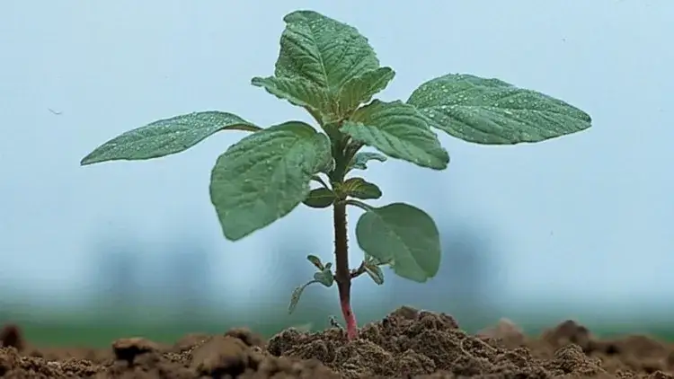 Jak skutecznie zwalczyć szarłat chwast i chronić plony przed stratami