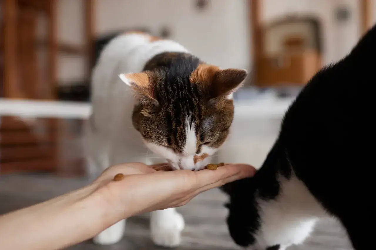 Ziemniaki dla kota: Toksyczne czy zbędne? Poznaj całą prawdę!