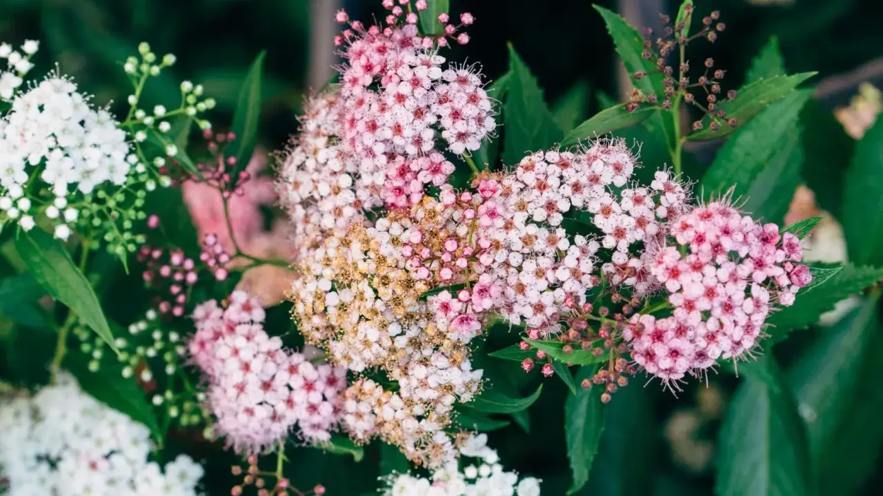 Jakie rośliny najlepiej rosną na glebie zasadowej? Oto najlepsze wybory