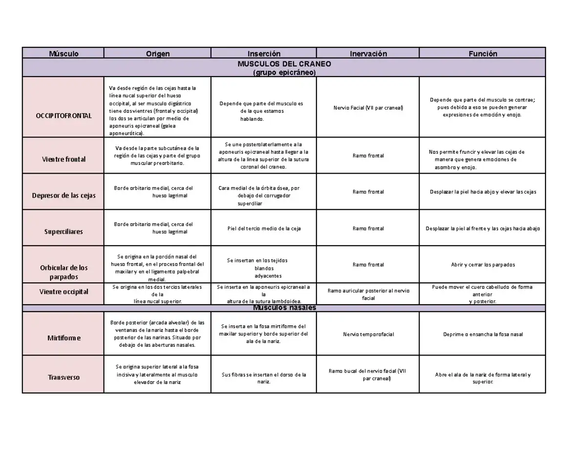 Todo sobre el músculo superciliar: función y su impacto en la expresión