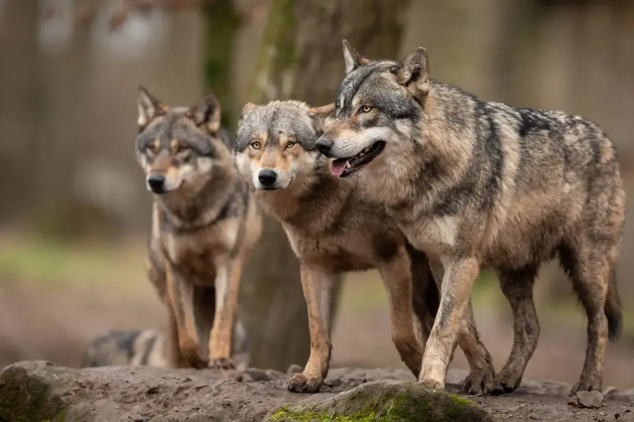 Jak powstały rasy psów? Od wilka do pupila historia i geny