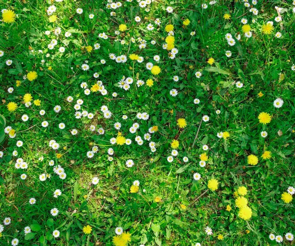 Żółte chwasty: Identyfikacja i skuteczne metody zwalczania