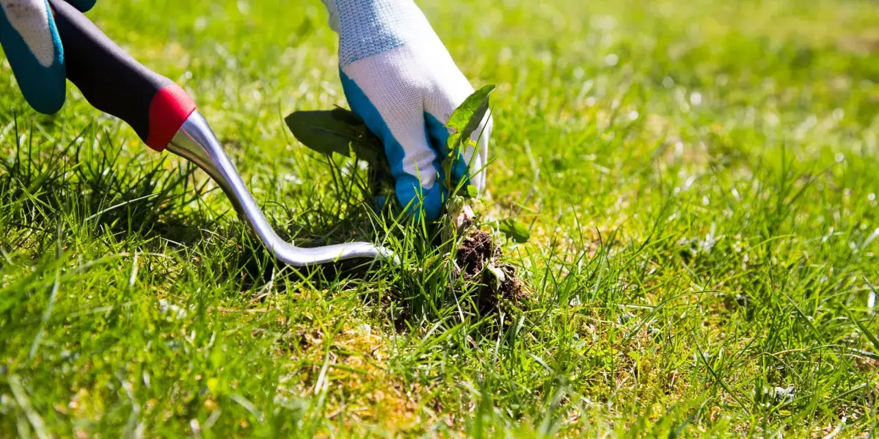 Jak zwalczyć chwasty trawiaste w trawniku? Skuteczne metody