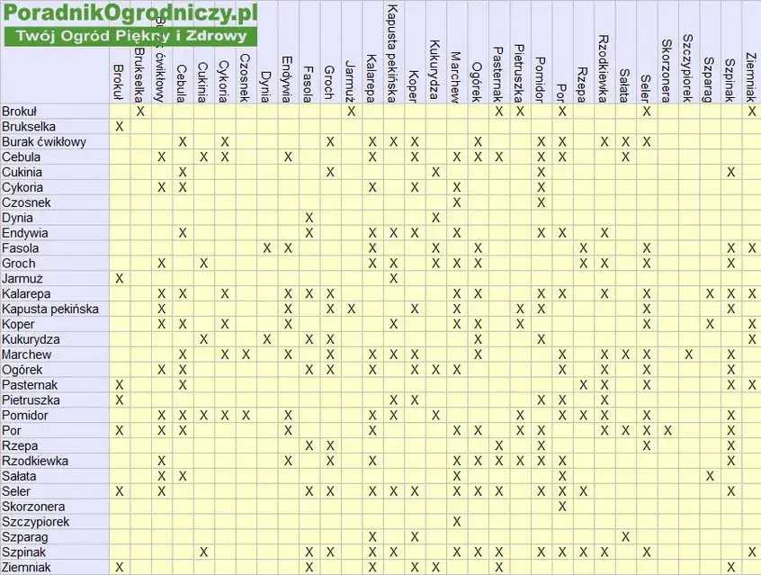 Kiedy siać kalarepę? Kalendarz siewu i sekrety obfitych zbiorów