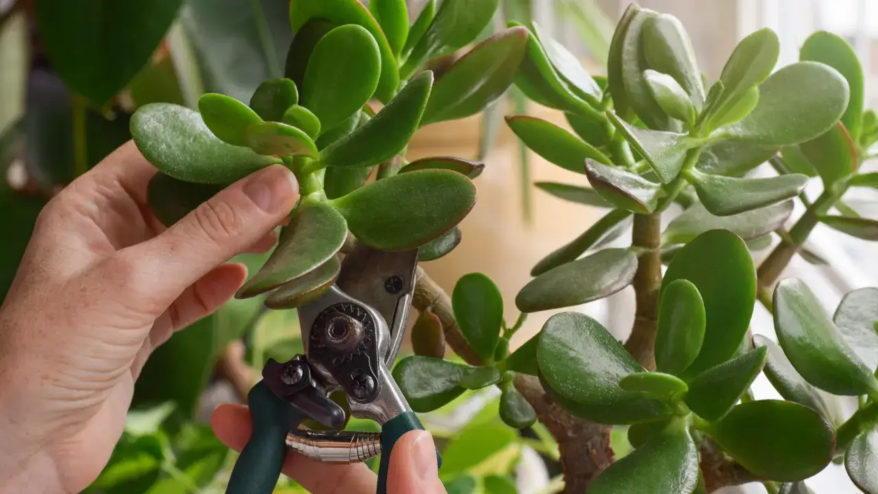 Przycinanie grubosza: Jak mieć gęste drzewko szczęścia?