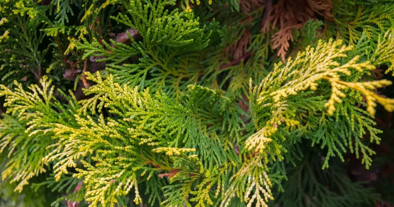 Jak czyścić tuje, aby uniknąć ich usychania i poprawić wygląd