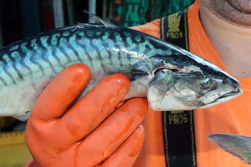 Czy makrela jest w Bałtyku? Odkryj jej sezonową obecność i migracje