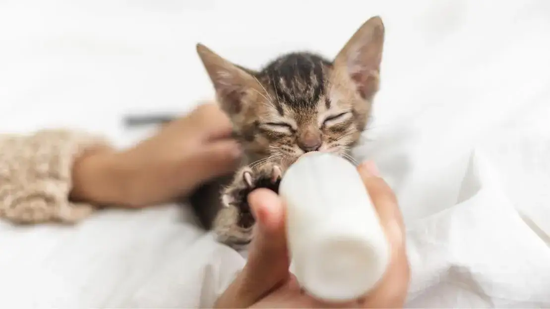 Ile mały kotek powinien jeść, aby uniknąć problemów zdrowotnych?