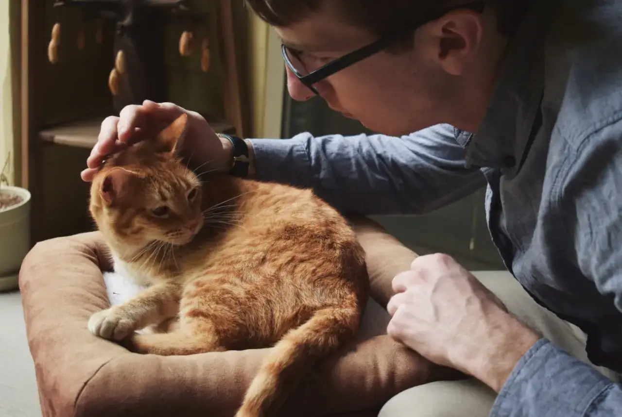 Mężczyzna głaszcze rudego kota. Trudna decyzja, ile kosztuje eutanazja kota, gdy przychodzi czas pożegnania.