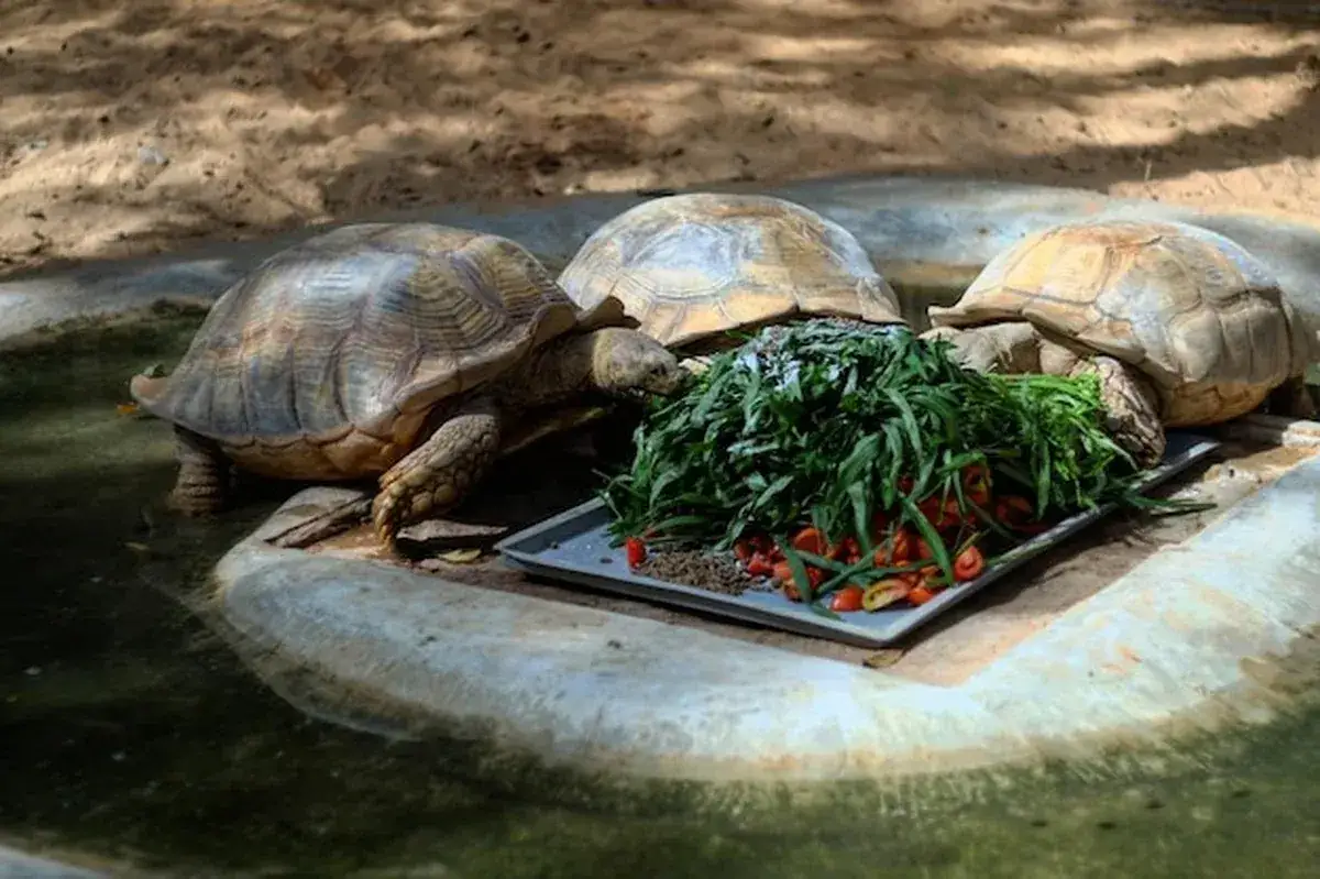 Żółw domowy: Całkowity koszt posiadania czy Cię stać?