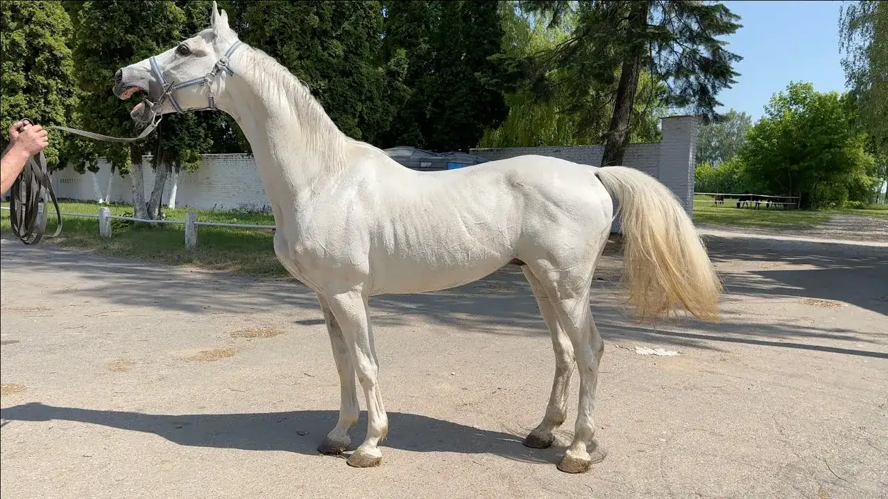Stadnina Liski - historia, hodowla koni i wyjątkowe usługi jeździeckie