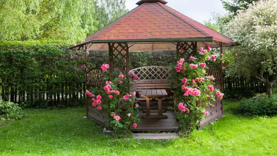 Co na pergole: najlepsze rośliny pnące, które łatwo pielęgnować