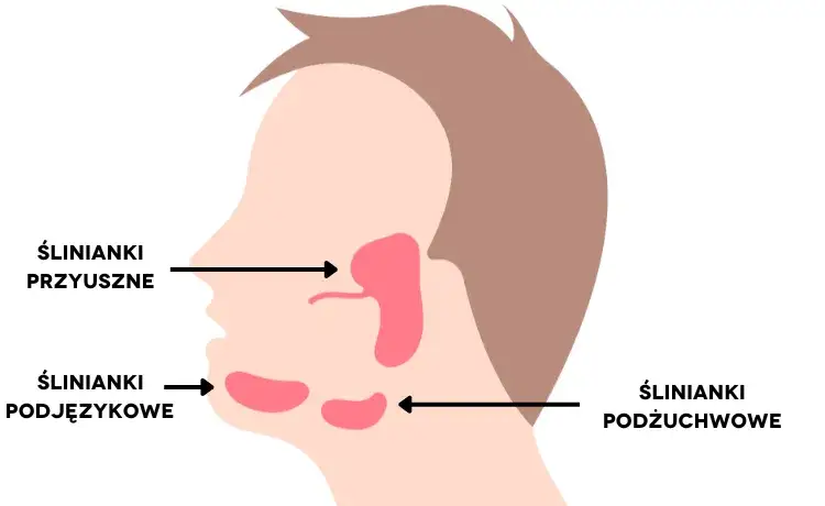 Gdzie są ślinianki w jamie ustnej? Odkryj ich lokalizację i funkcje