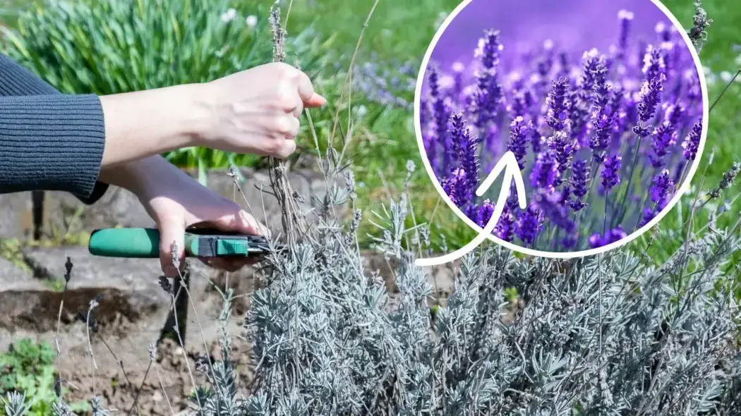Jak przycinać lawendę? Sekret bujnego kwitnienia i pięknego pokroju