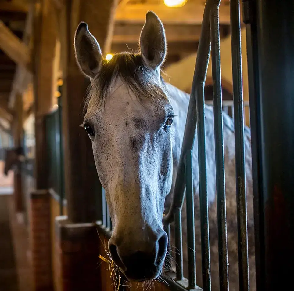 Najlepsze stadniny koni w Rumii – sprawdź oferty jazdy konnej