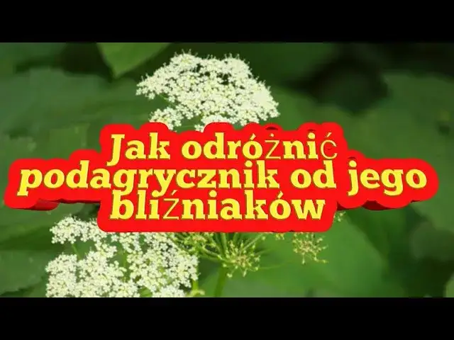 Podagrycznik: Jak odróżnić go od groźnych sobowtórów?