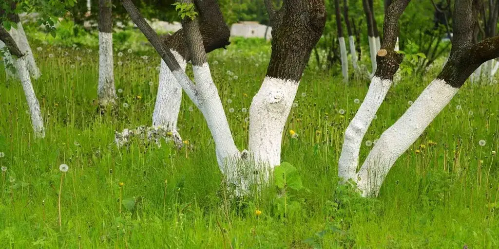 Dlaczego maluje się drzewa na biało? Ochrona przed zmienną pogodą.