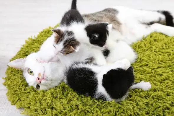 Kiedy kotka zostawia małe? Zobacz, co musisz wiedzieć o kociętach