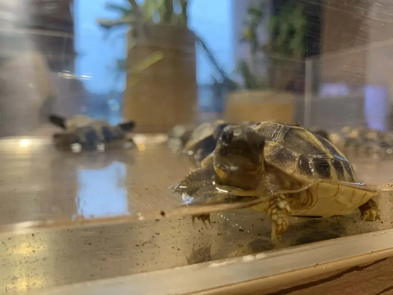 Czy żółw stepowy pije wodę? Odkryj, jak zapewnić mu nawodnienie