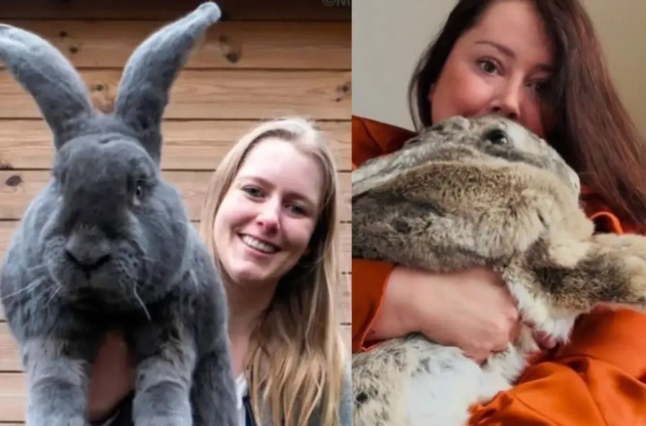 Dwa olbrzymie króliki, jeden szary, drugi łaciaty, przytulane przez kobiety. Czy to właśnie te rasy królików najszybciej rosną?