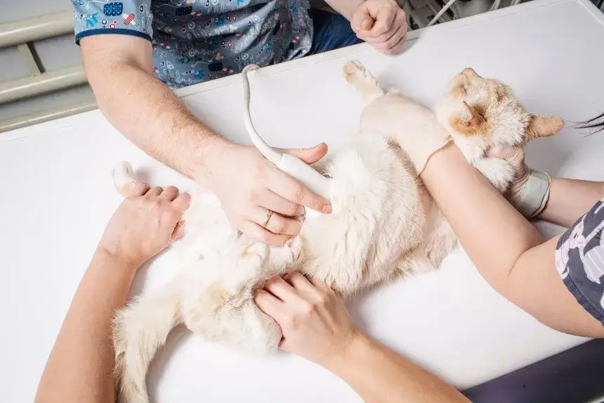 Jak rozpoznać w którym tygodniu ciąży jest kotka i uniknąć problemów