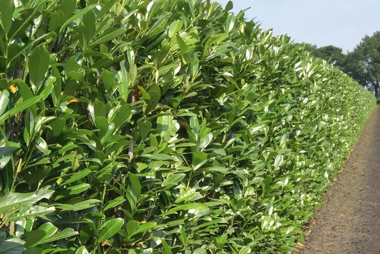 Laurowiśnia: Jaka gleba? Poznaj sekret zdrowego krzewu!