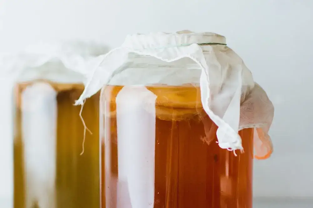 Grzybek kombucha: jak przechowywać SCOBY, by był wieczny?