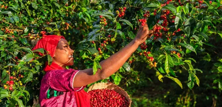 Afrykańskie uprawy: Co rośnie na kontynencie? Odkryj sekrety!