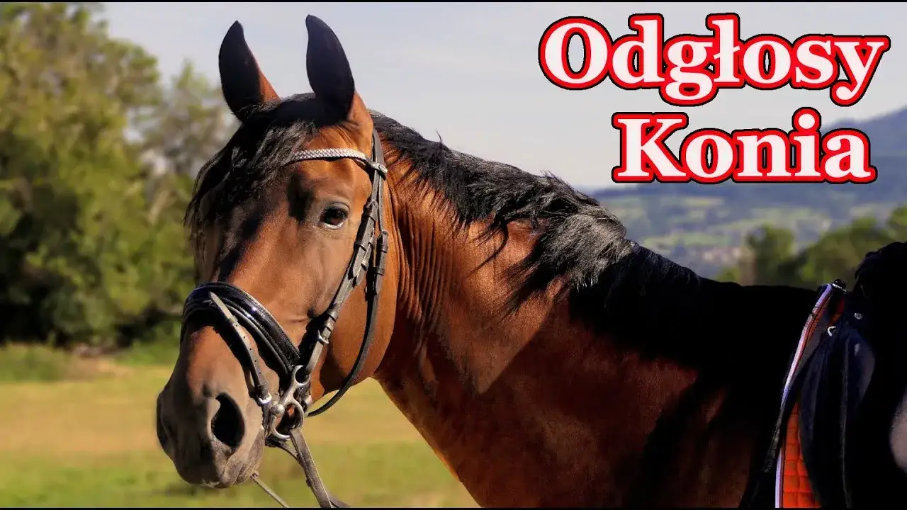Jakie dźwięki wydaje koń? Odkryj ich znaczenie i emocje