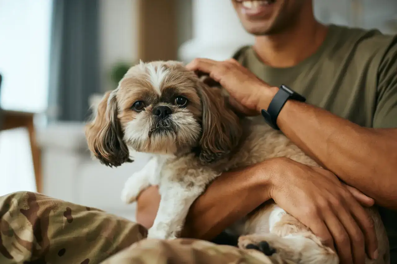 Miły Shih Tzu w ramionach mężczyzny. Zastanawiasz się, ile to ludzkich lat?