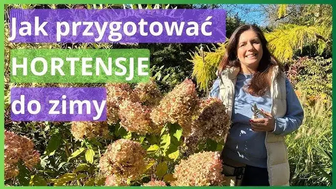 Jak zabezpieczyć hortensje ogrodowe przed zimą, aby przetrwały mrozy