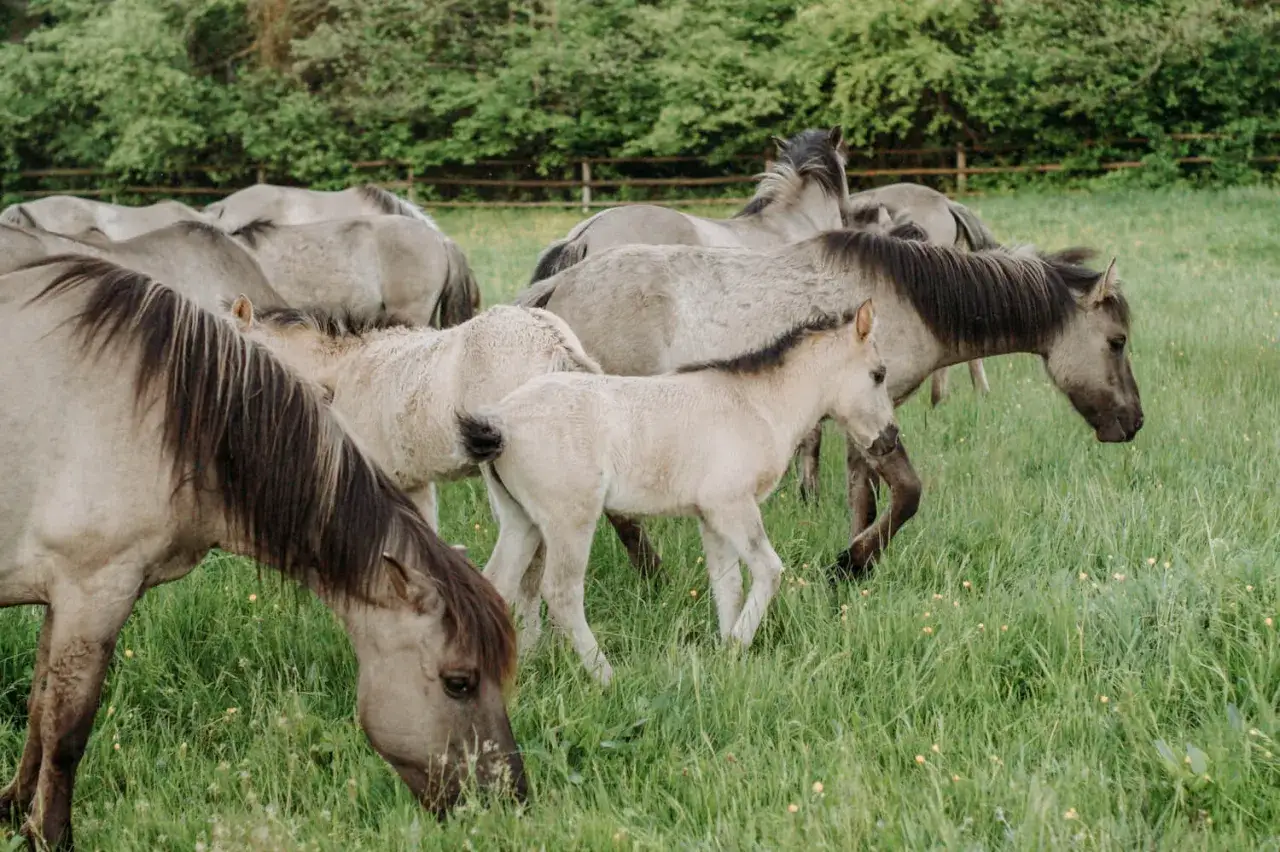 Stadnina koni Dobrzyniewo - poznaj wyjątkowe usługi i historie