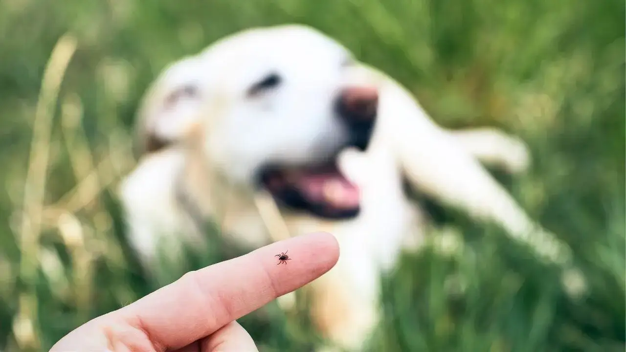 Ochrona psa przed kleszczami: wybierz najlepszą metodę [Przewodnik]