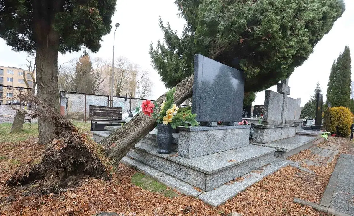 Kto odpowiada za drzewa na cmentarzu i jakie są tego konsekwencje?