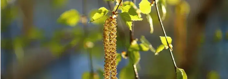 Jak kwitnie brzoza? Odkryj tajemnice jej cyklu kwitnienia
