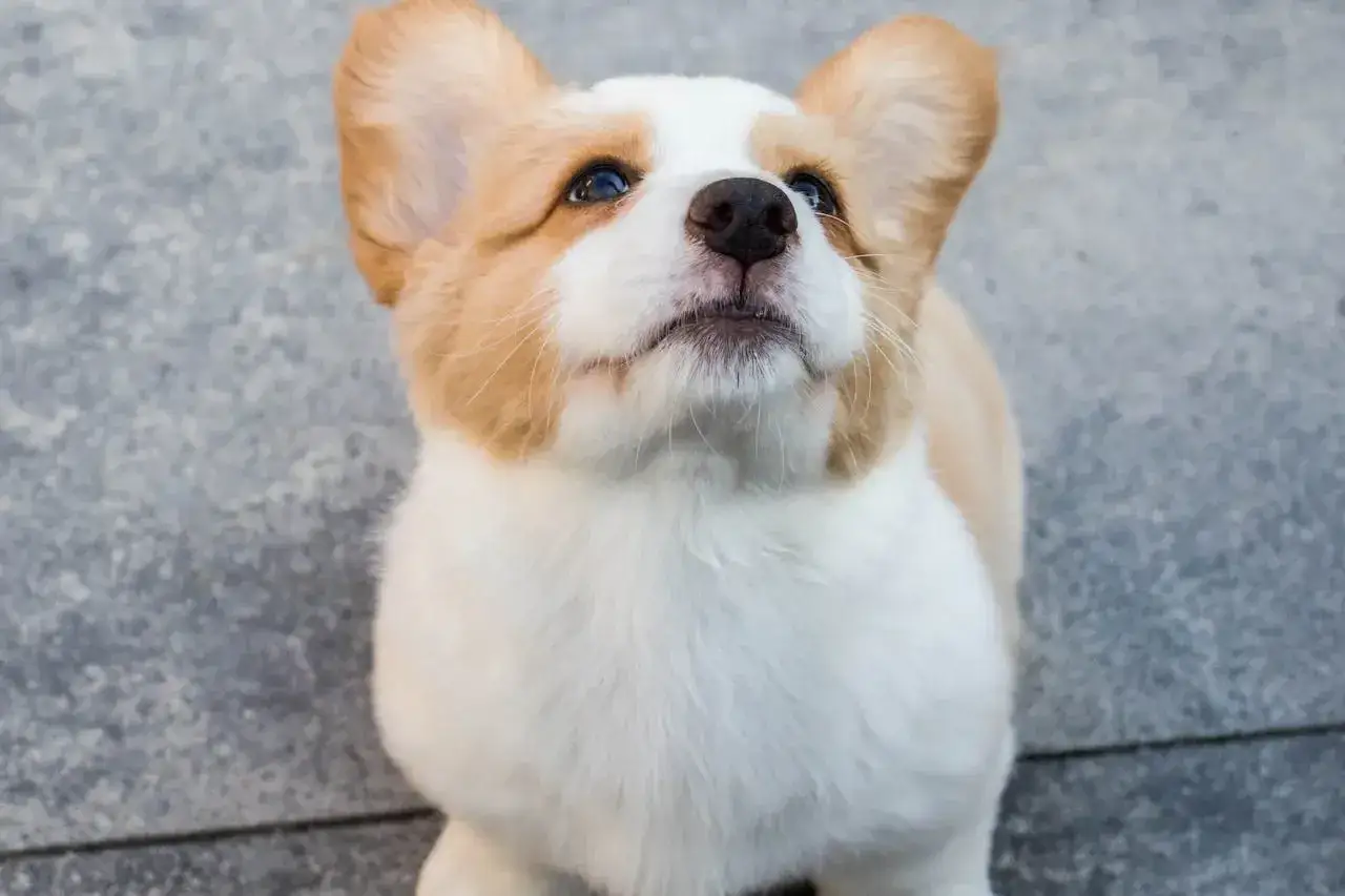 Uroczy szczeniak corgi z wielkimi uszami patrzy w górę z nadzieją. Do kiedy będzie tak słodki?