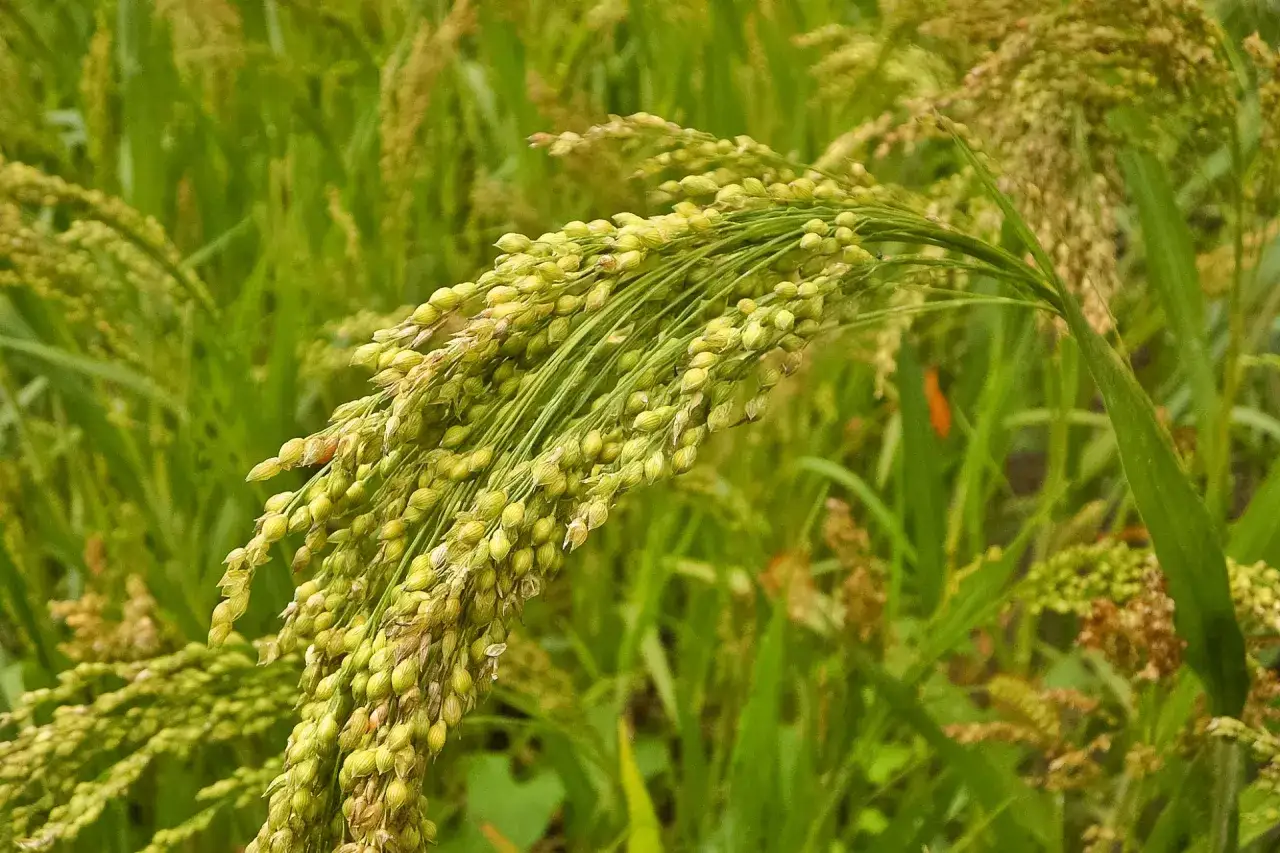 Co jedli rycerze w średniowieczu? Zaskakujące fakty o ich diecie