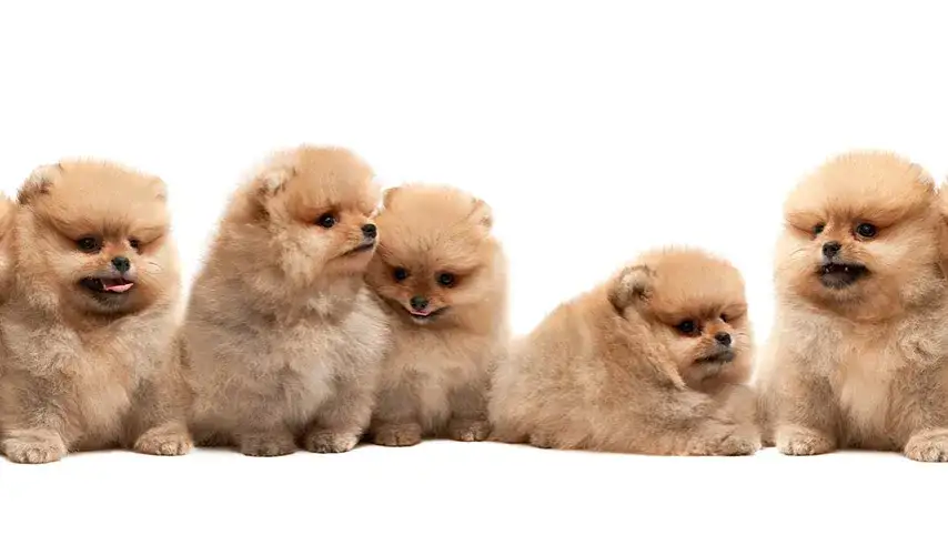 Pomeranian: sierść czy włosy? Poznaj prawdę i sekrety pielęgnacji!