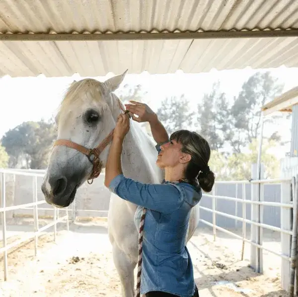 Ile zarabia weterynarz od koni? Zaskakujące fakty o pensjach w Polsce