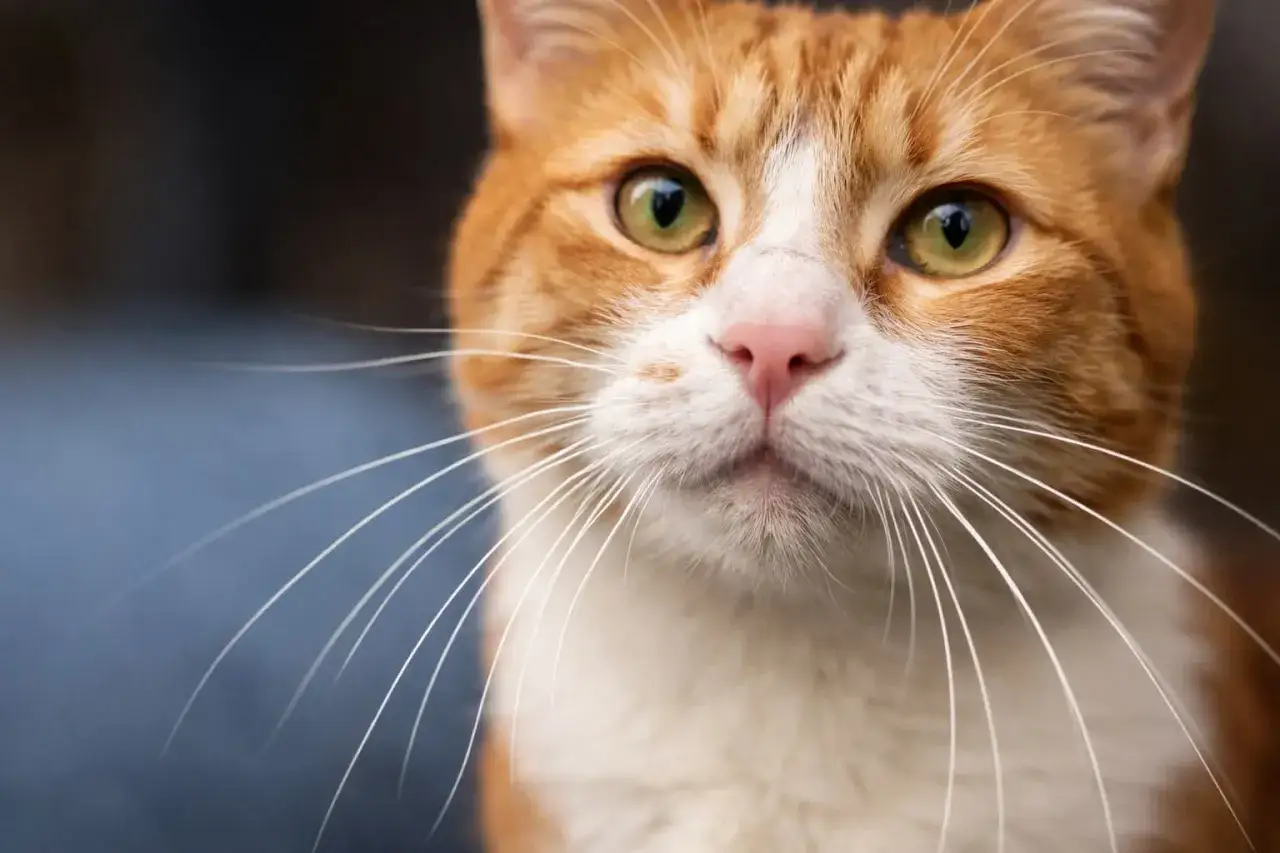 Pomarańczowy kot z białym futerkiem, z bliska widać jego zielone oczy i długie, białe wibrysy.