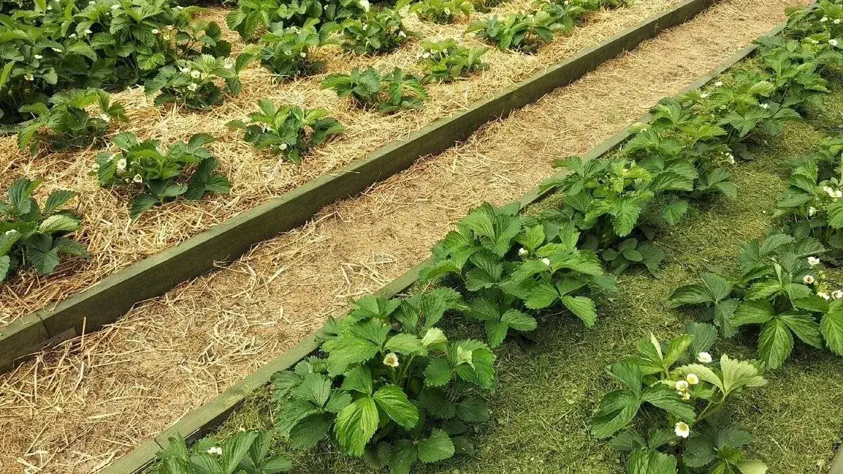 Mulczowanie terenu co to znaczy i jak wpływa na jakość gleby