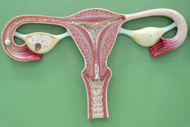 Skracanie szyjki macicy: Kompletny przewodnik dla bezpiecznej ciąży