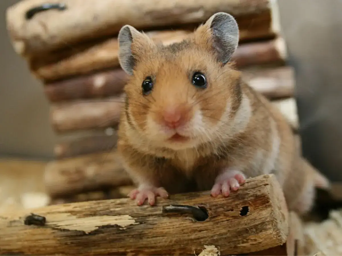 Słodki chomik na drewnianej konstrukcji. Jego spojrzenie i delikatne łapki mogą być oznaką, jak chomiki okazują miłość.