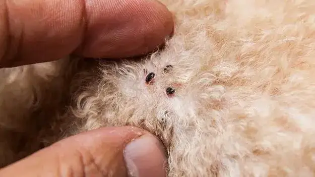 Wie bekommt Hund Flöhe? Die schockierenden Wege und wie man sie vermeidet