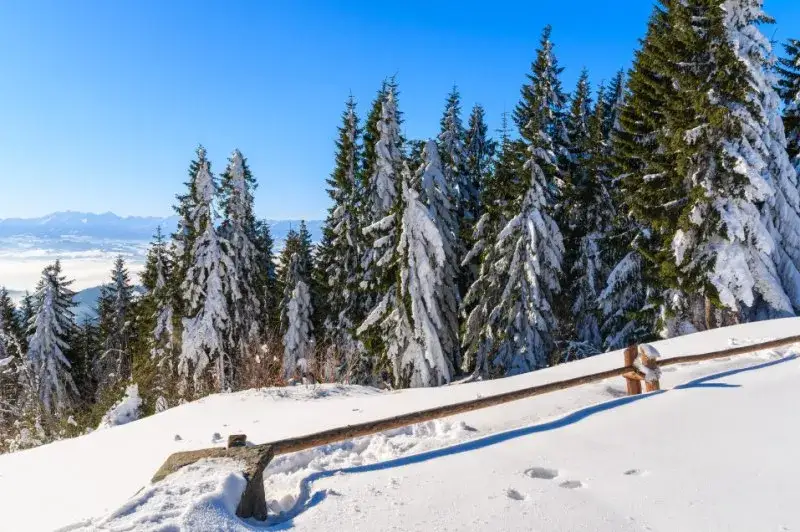 Turbacz jakie to góry - poznaj najwyższy szczyt Gorców w Polsce